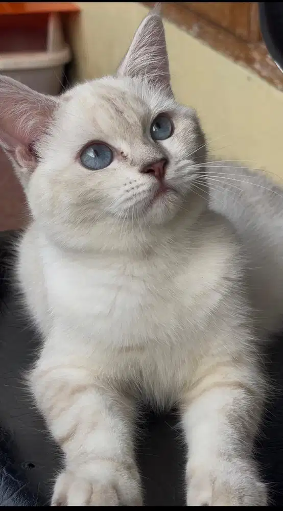 BSH silver Cantik