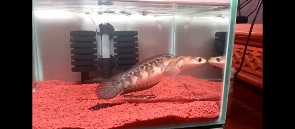 Channa Maru Red