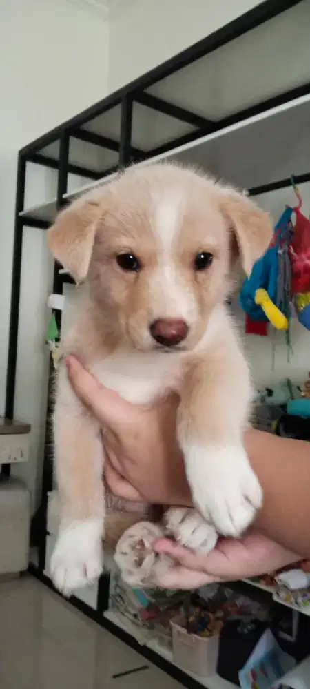 Mix Breed Female Dog