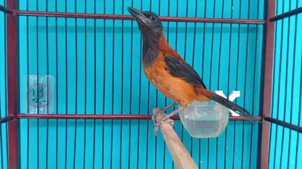 Pitohui papua rawatan gacor