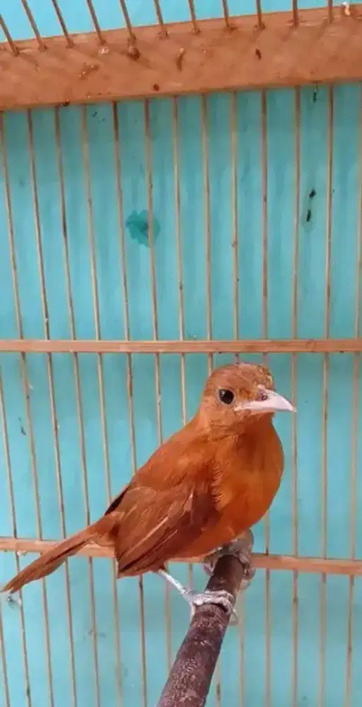 Cucak emas papua rawatan gacor