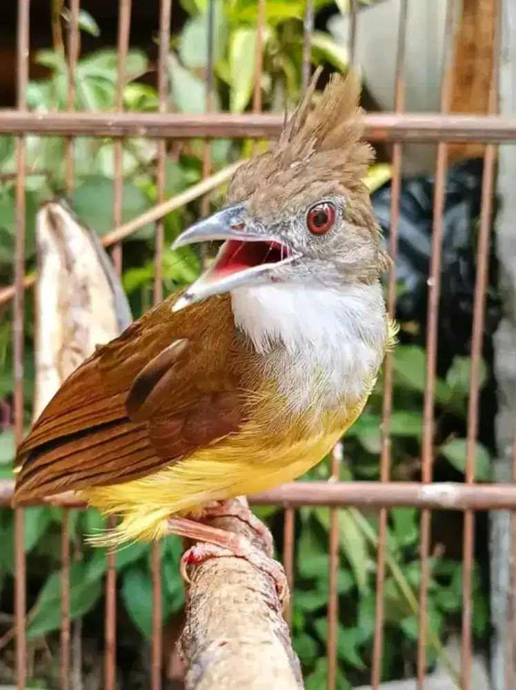 Cucak jenggot MH ori jawa barat dorong ekor