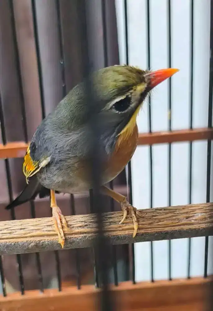 Burung rbin jantan rawatan mulus