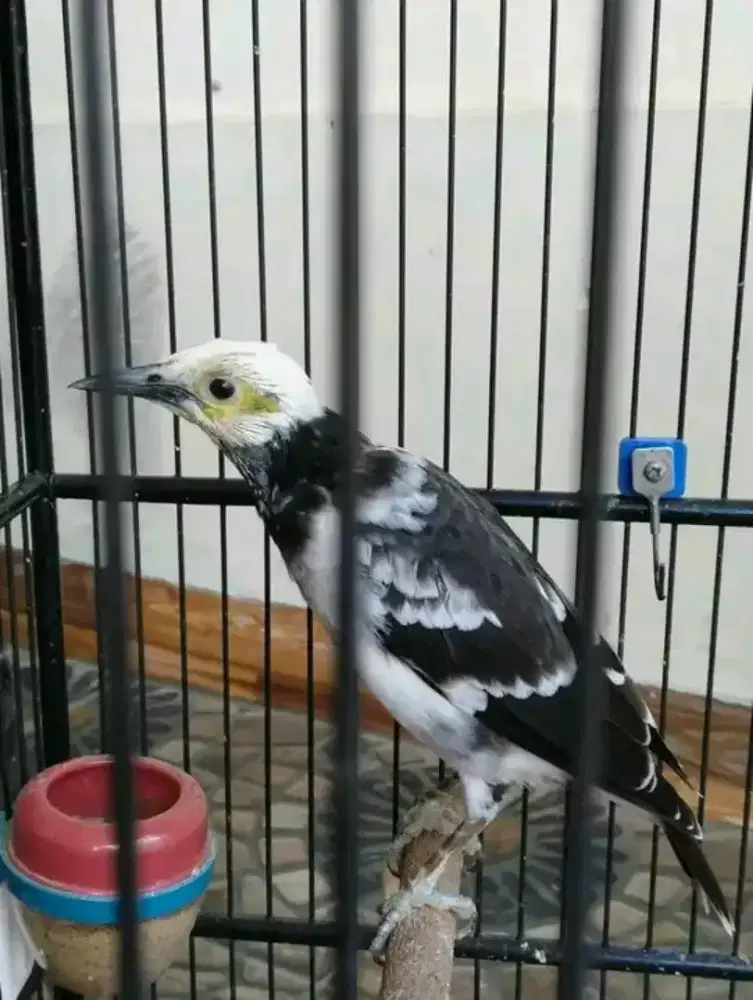 Jalak hongkong muda mulus
