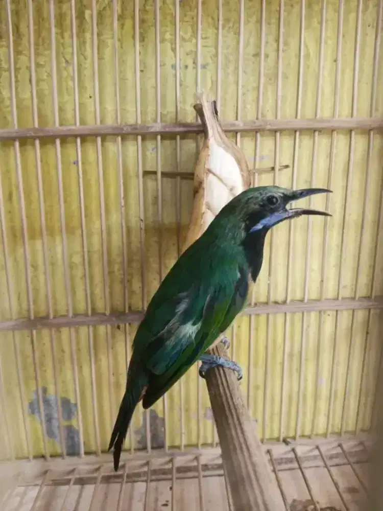 Sungko kepala abu MH rawatan