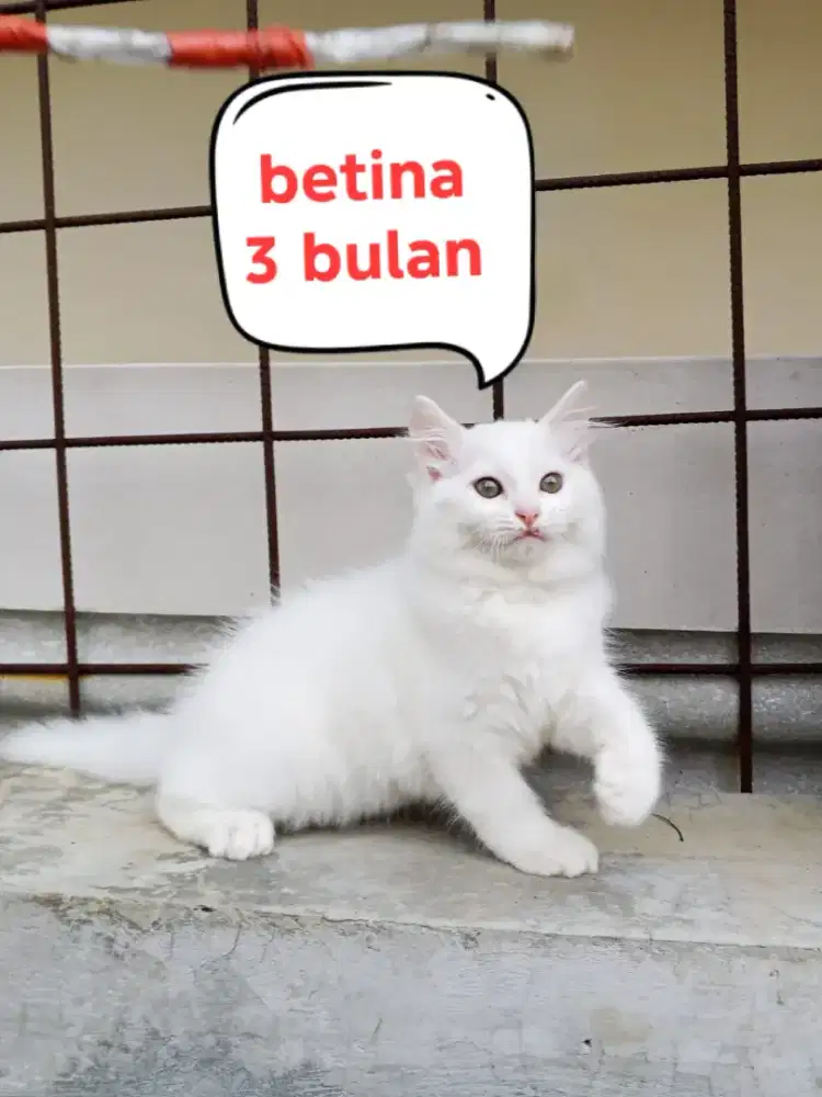 Kucing Persia medium
