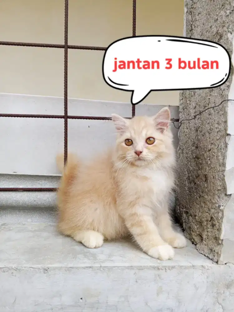 Kucing Persia medium