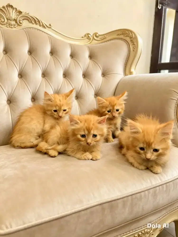 Kucing persia jantan betina mix MC