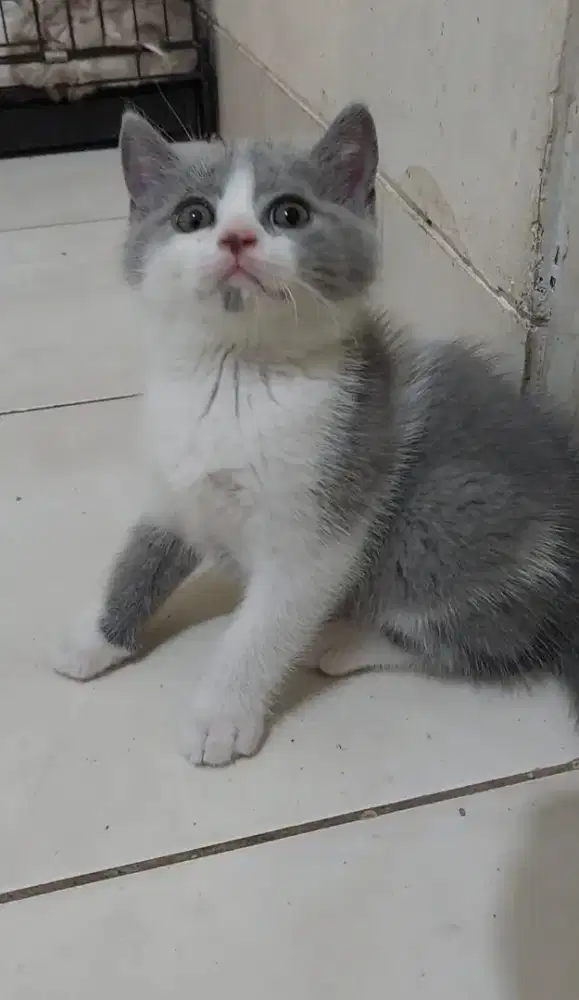 Kitten british shorthair bicolor blue jantan kucing BSH