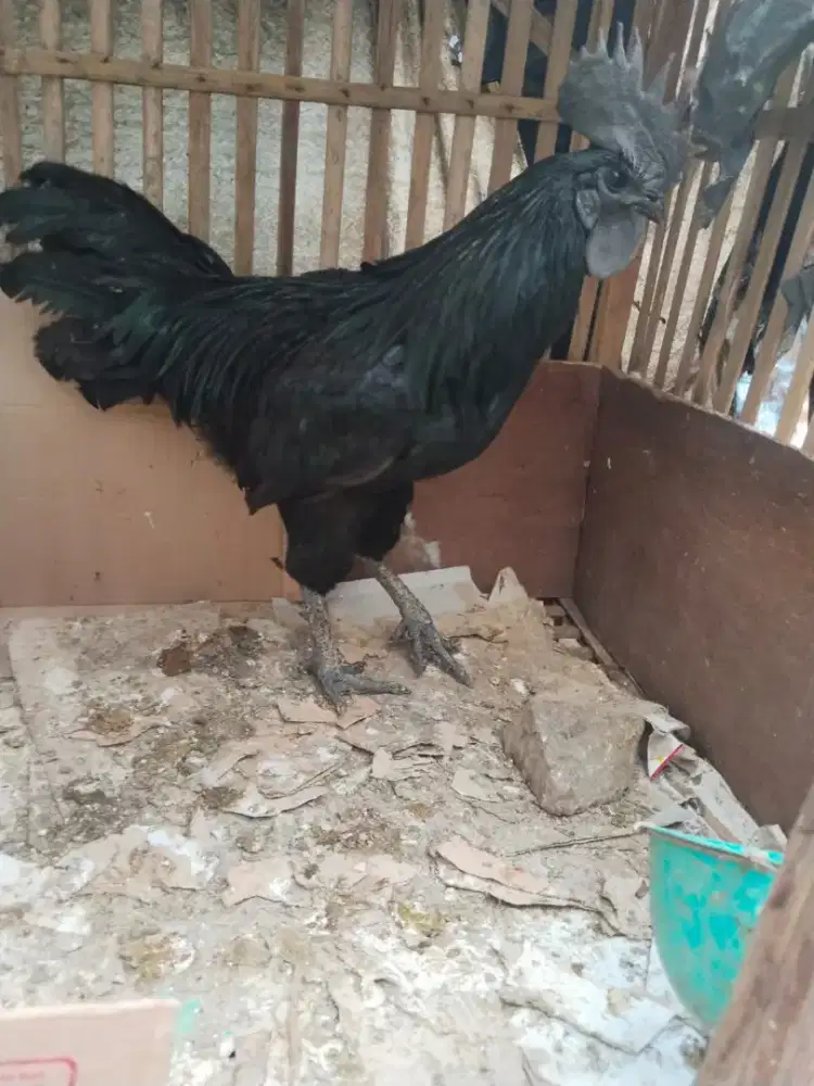 Ayam cemani hitam