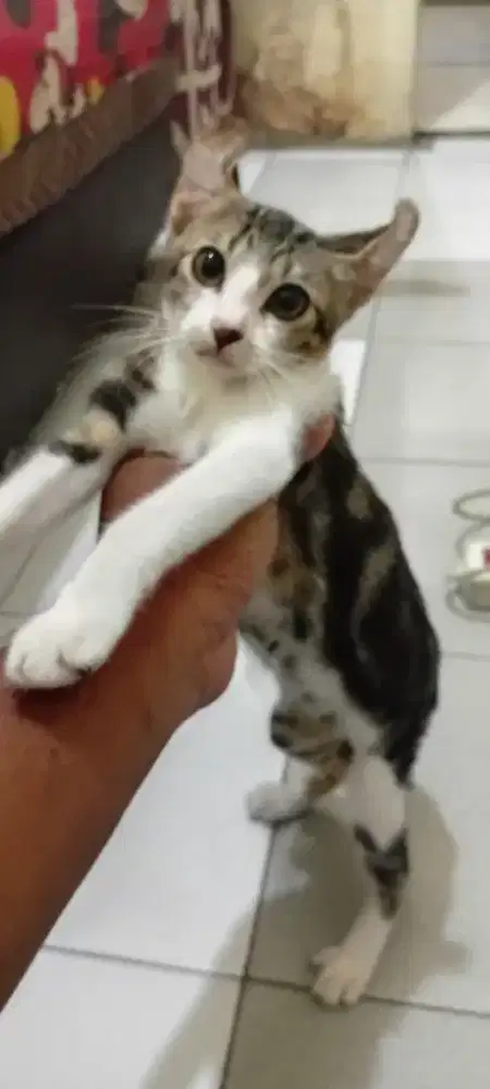 American curl mix dom