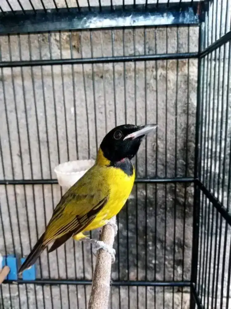 Samyong jantan MH mulus rawatan