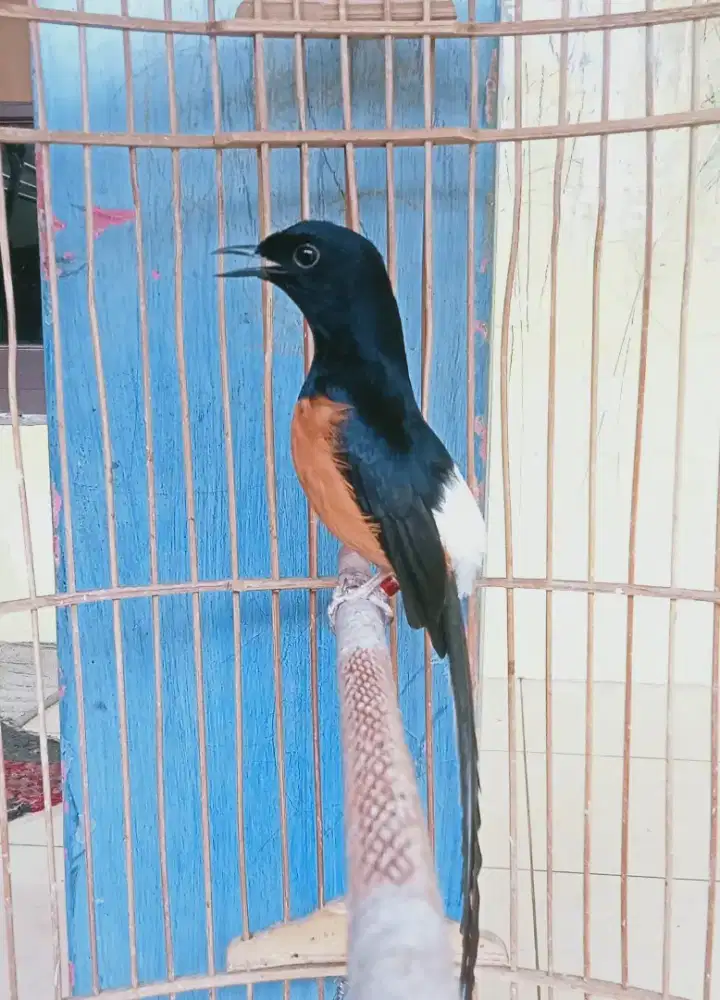Murai ekor panjang