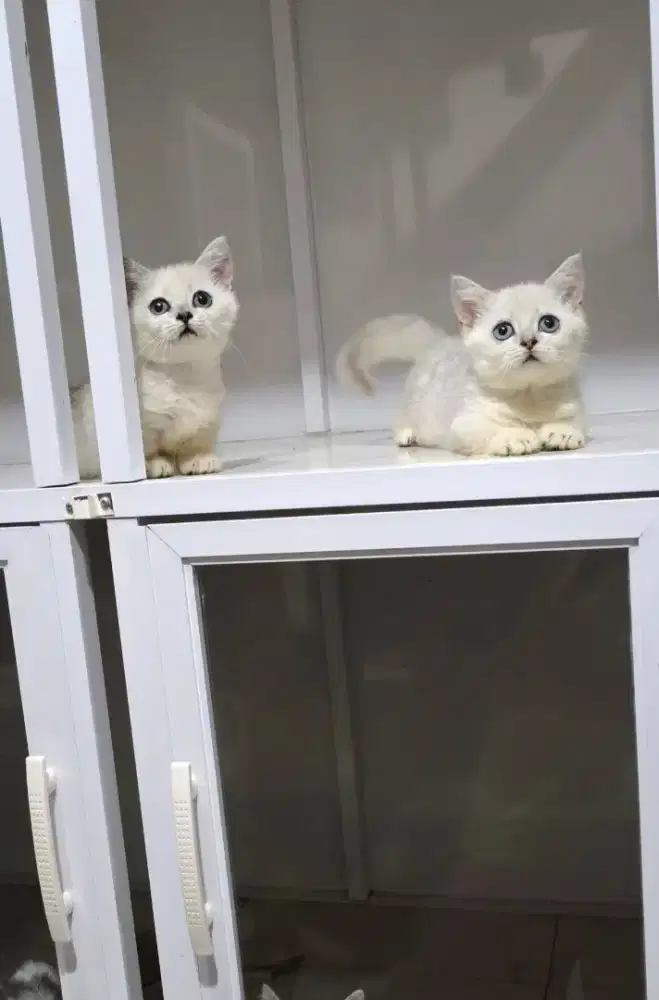 Munchkin Bsh silver 2.5 bulan