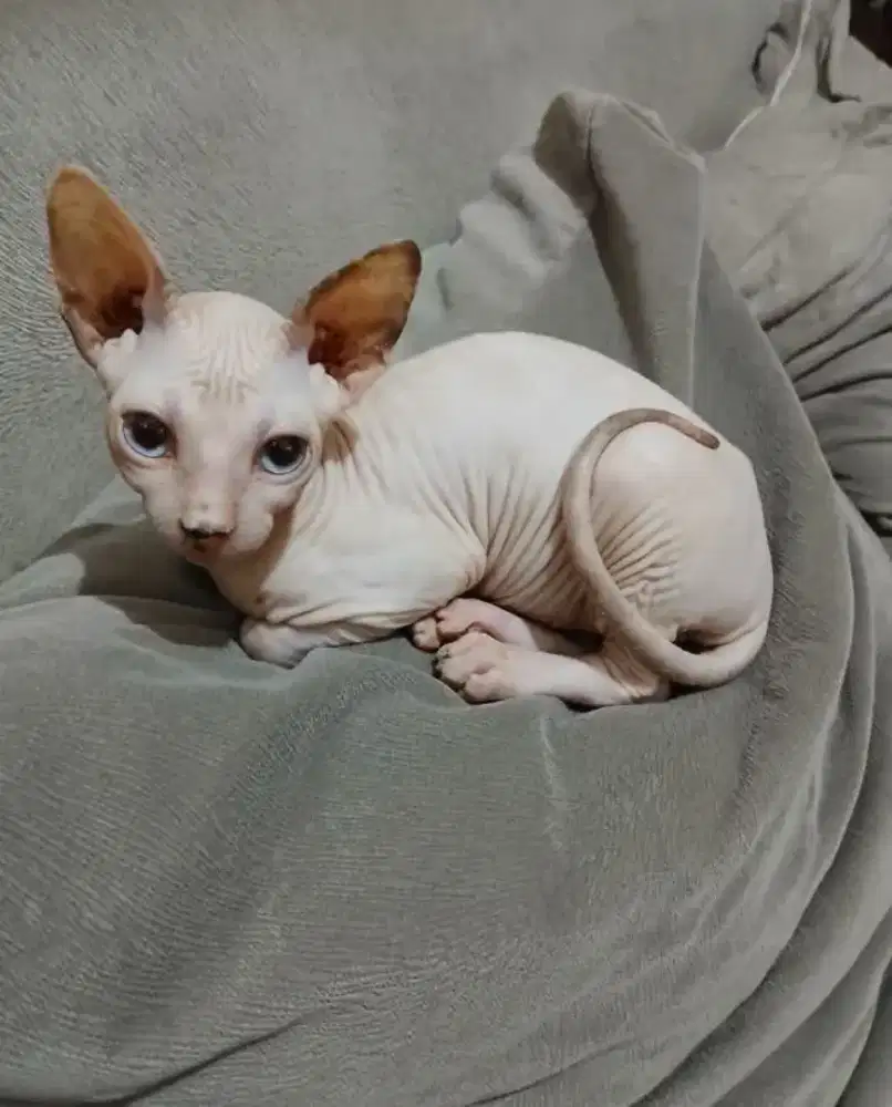 Sphynx betina 4 bln