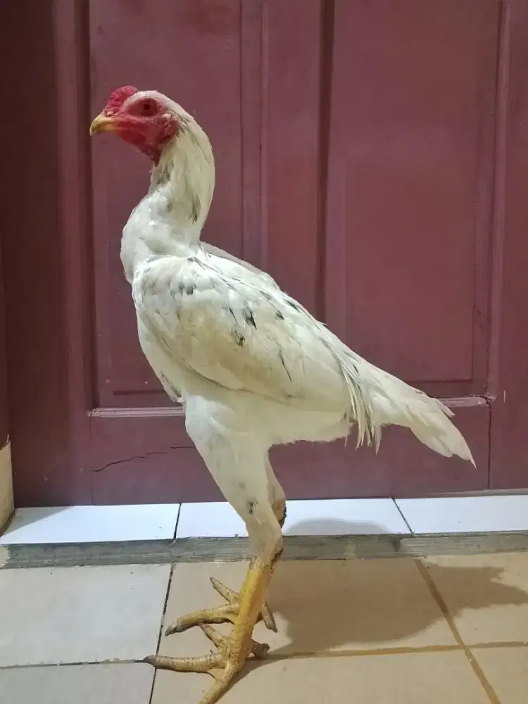 Ayam Bangkok x Plucker
