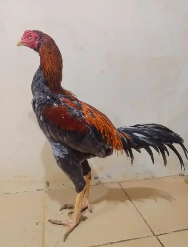Ayam Banagkok Kelabu
