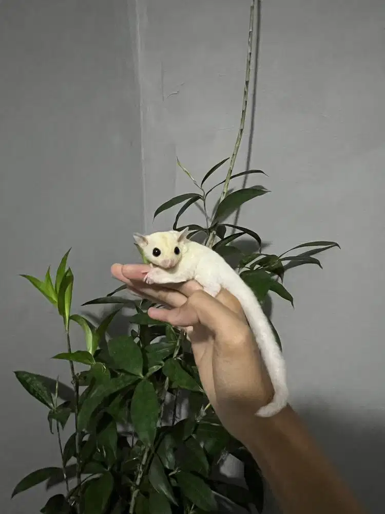 sugar glider joey