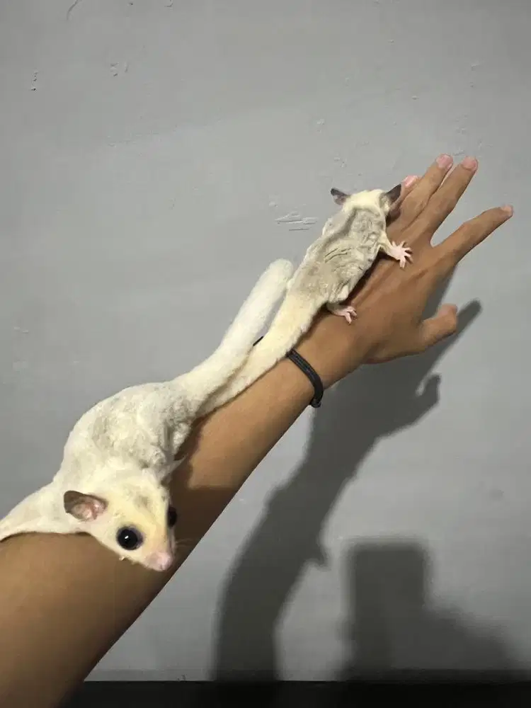 sugar glider mozaik