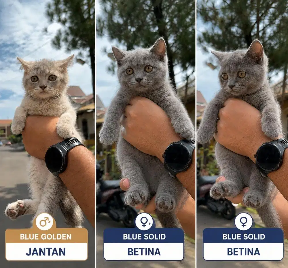 BSH (British Shorthair) line Ped