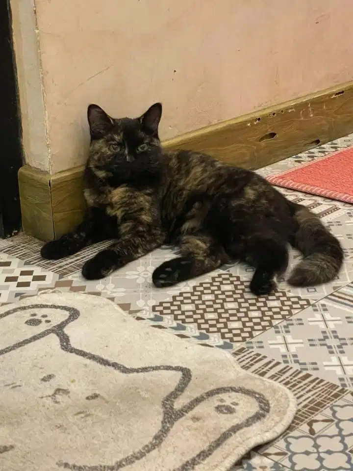 BSH Female choco tortie