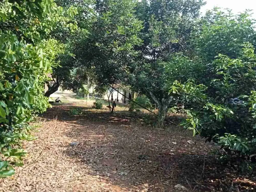 kebun 1260 m2 durian & rambutan 100rb/m2