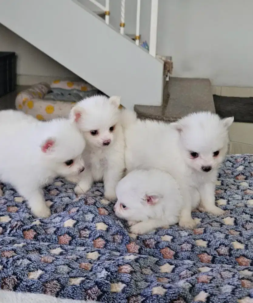 Puppy mini pomerian