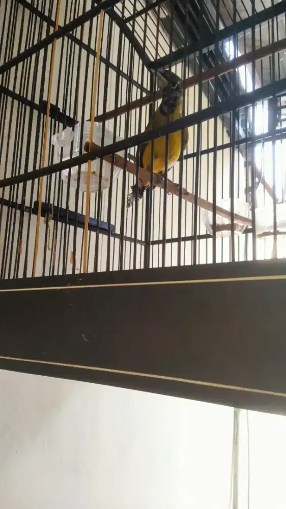 Burung gacor full set