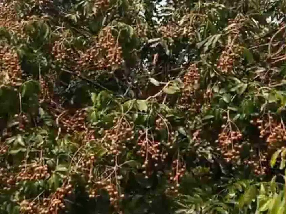Di jual kebun lengkeng produktip