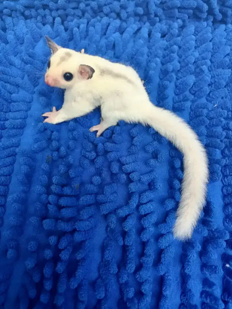 Sugar Glider True Platinum Mosaic jantan