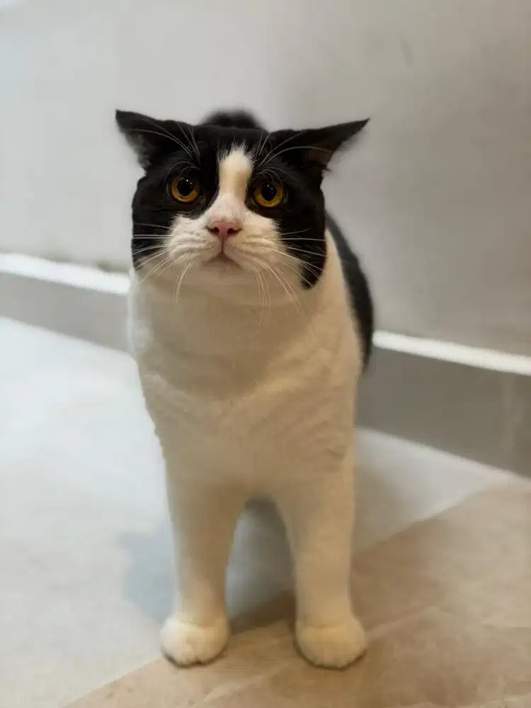 Kucing bsh jantan murah