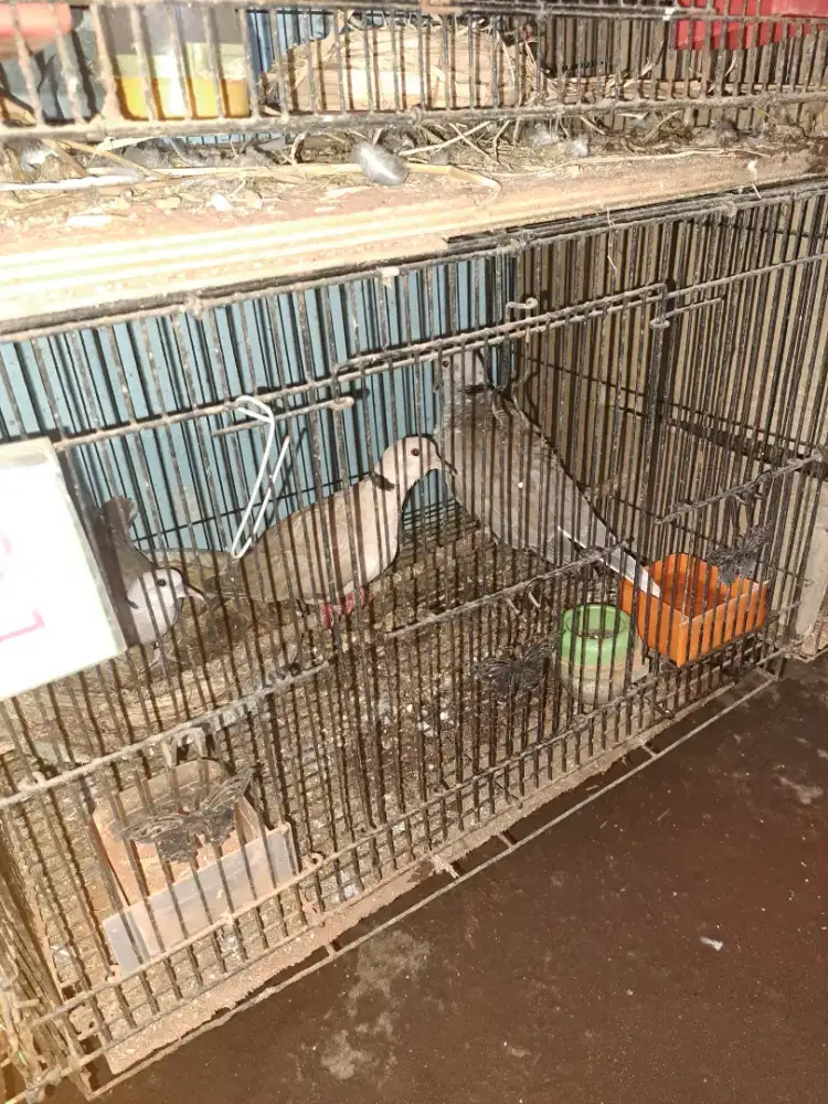 Burung puter pelung bukan tekukur bukan perkutut bukan derkuku