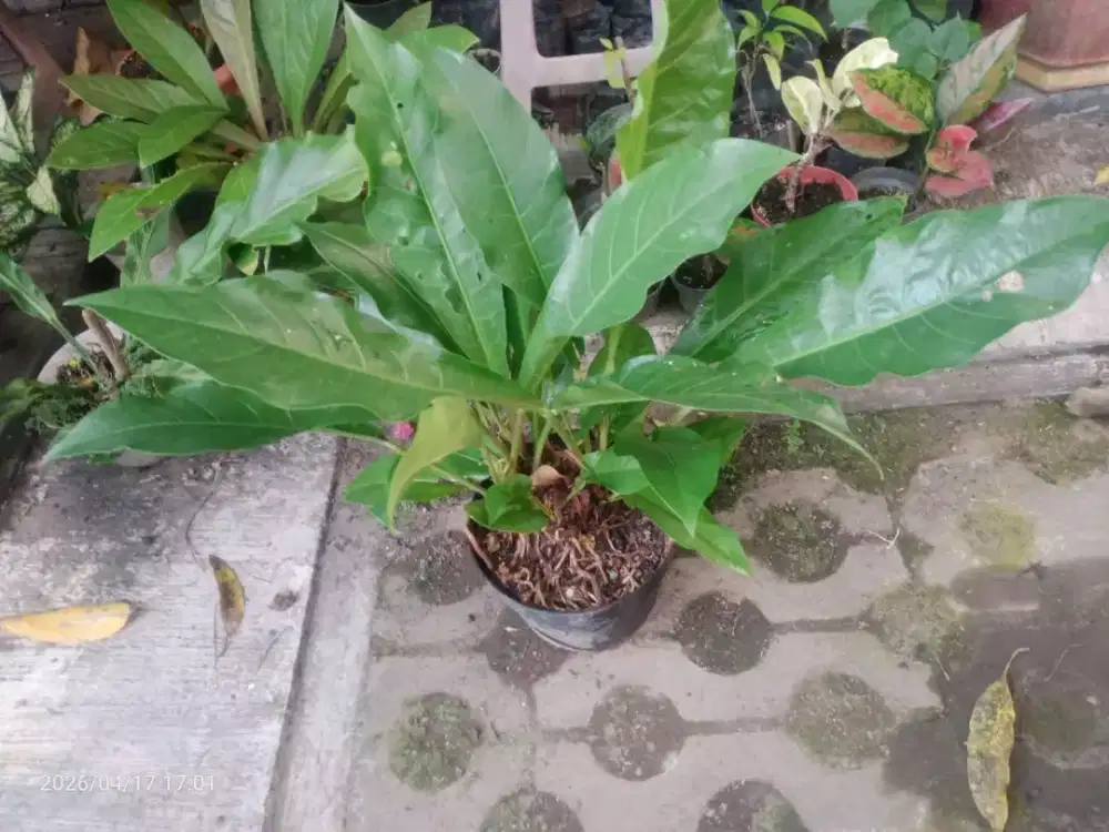 Bunga Anturium Hokeri dr kecil sd besar, Tanaman Hias Antorium dll