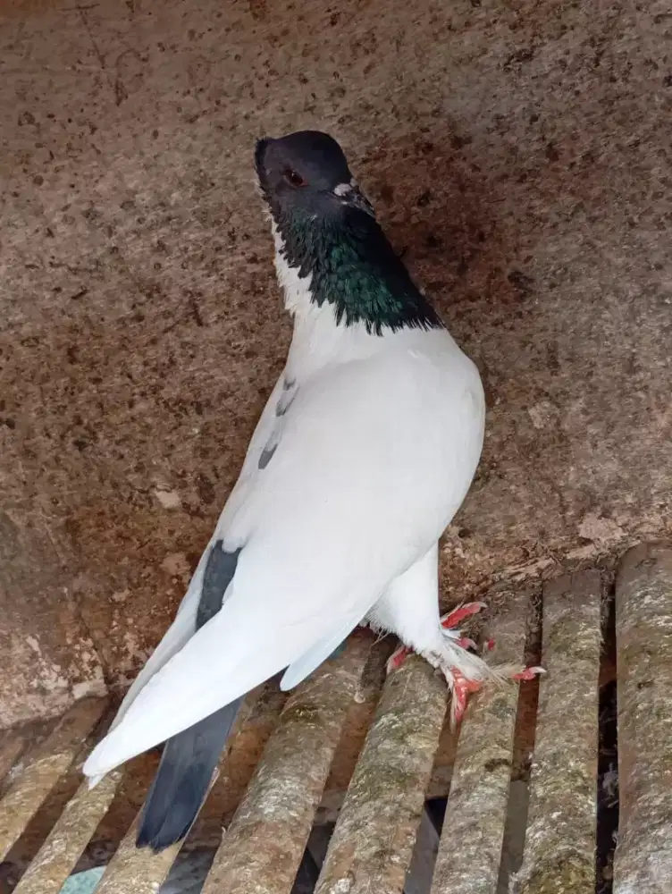 JuaL burung merpati betina hias jambul warna antik