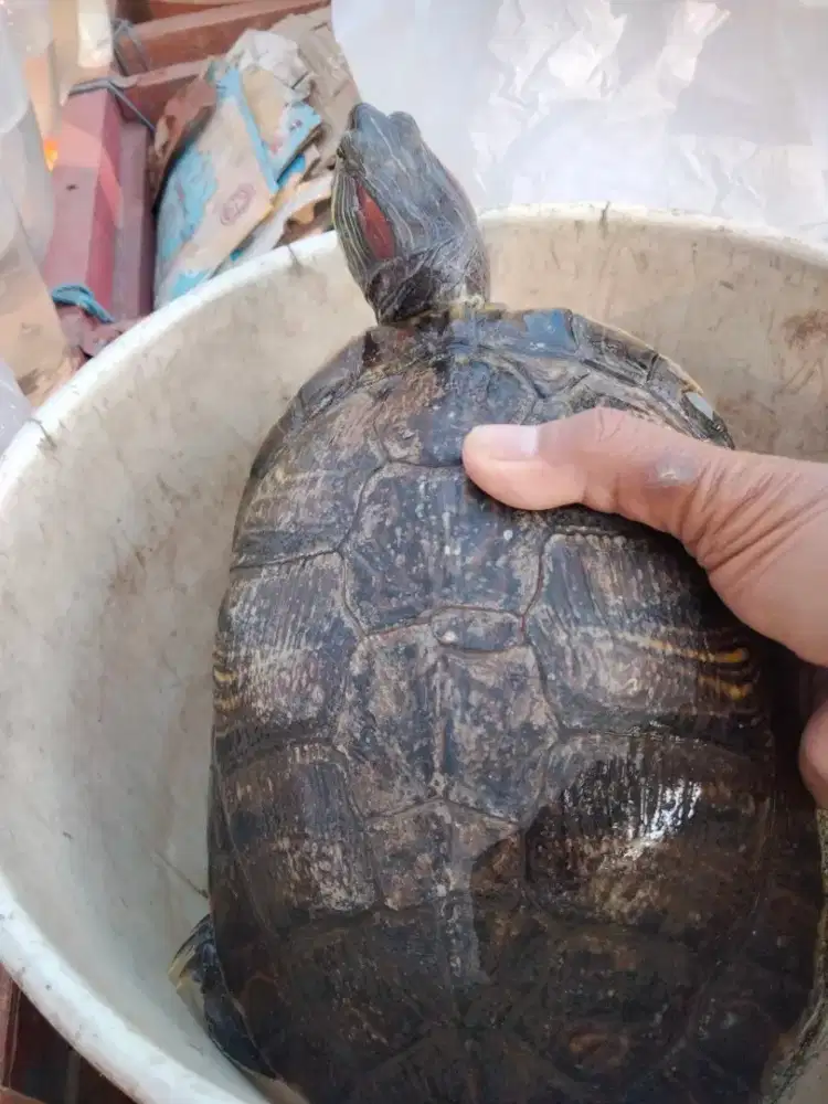 Jual kura kura brasil