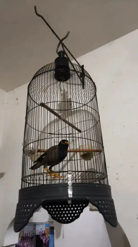Burung jalak nias udah deket bunyi berisik fullset
