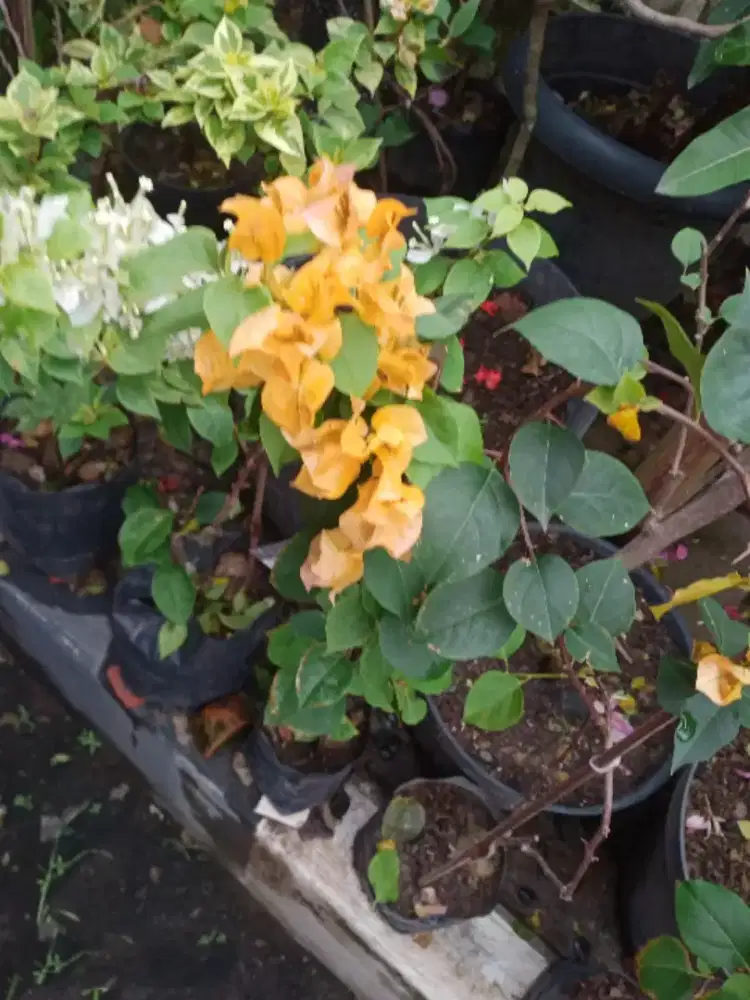 Bunga Bugenvil Golden Rose, Kuning, Ori, Tanaman Hias Bunga Dll