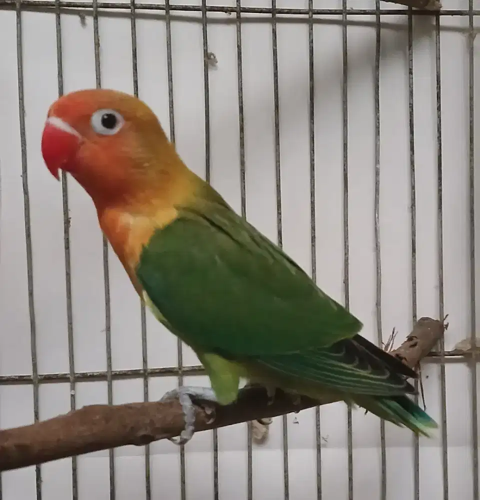 Burung lovebird