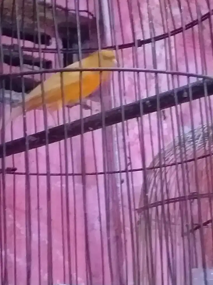 kenari oren lokal idah rajin bunyi