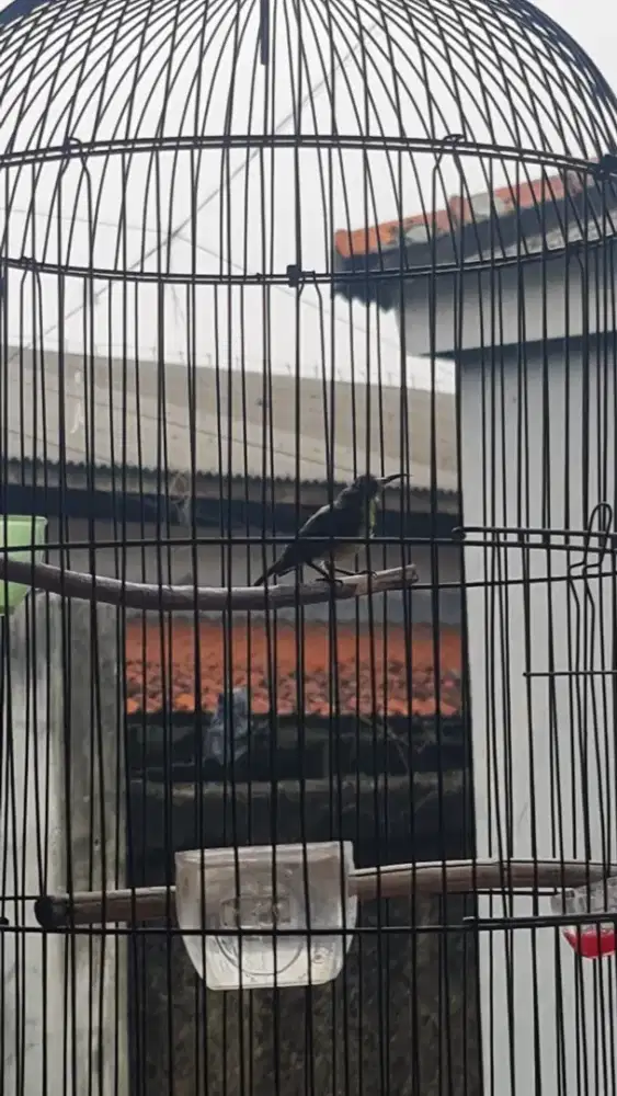 FS Burja.. Sogon Trotol Rawatan Dari Ijoan