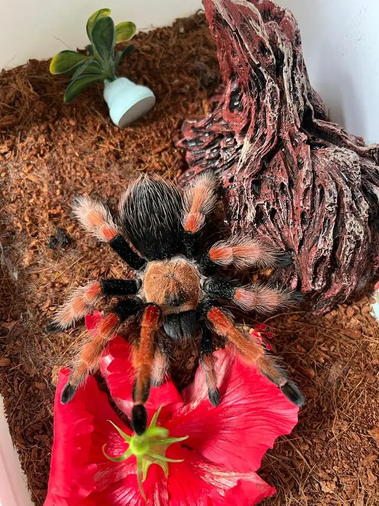 Brachypelma boehmei