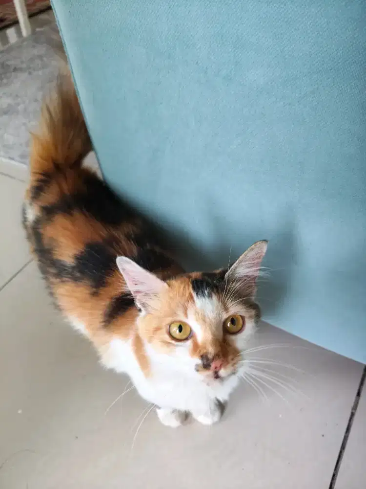 Tezmo, adopsi gratis kucing cantik