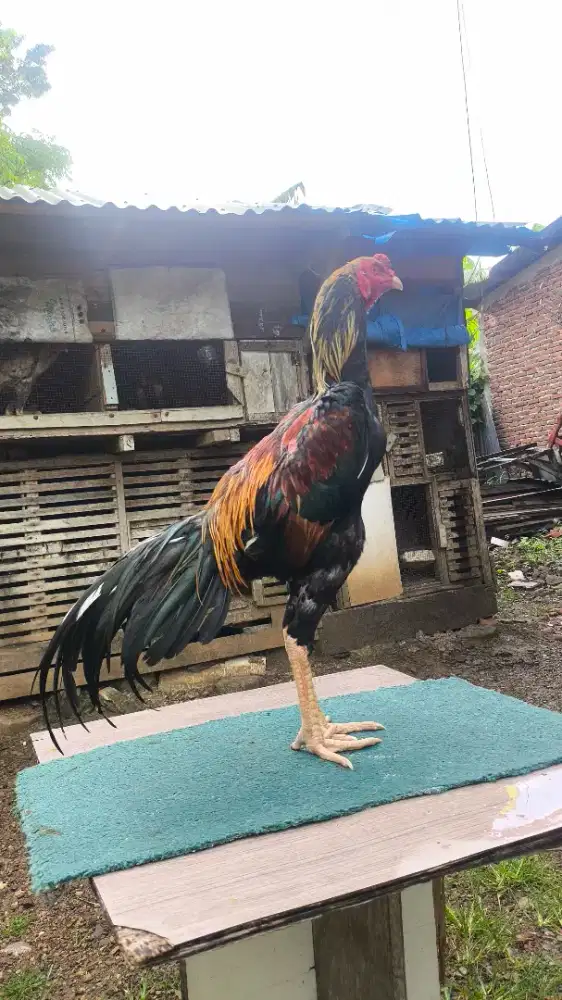Ayam bangkok x pakoy