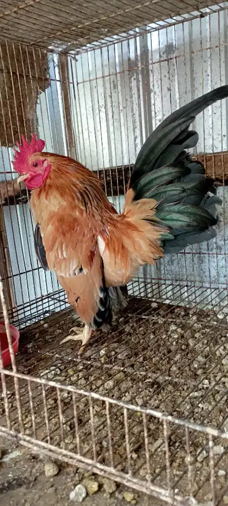 Ayam serama jantan