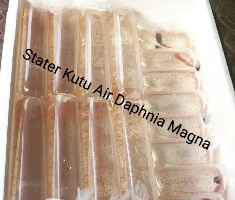 Kutu Air Daphnia