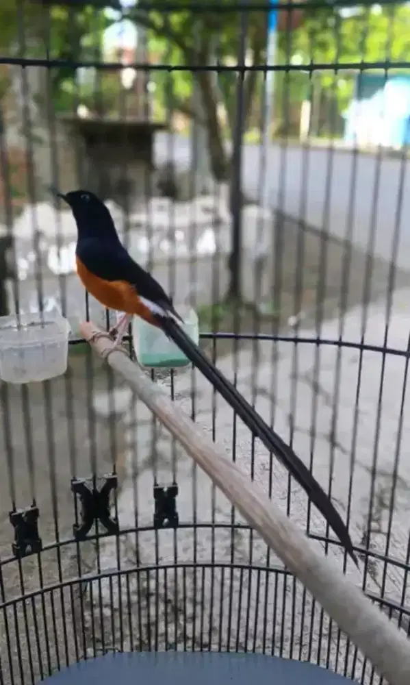 Murai batu pe30cm usia mapan untuk ternak