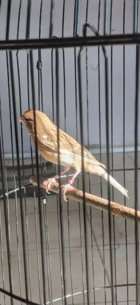 Burung kenari paud