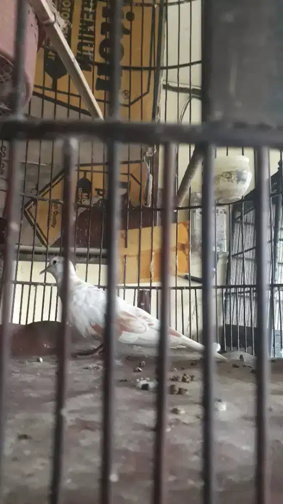 Jual Burung Puter jantan Blorok