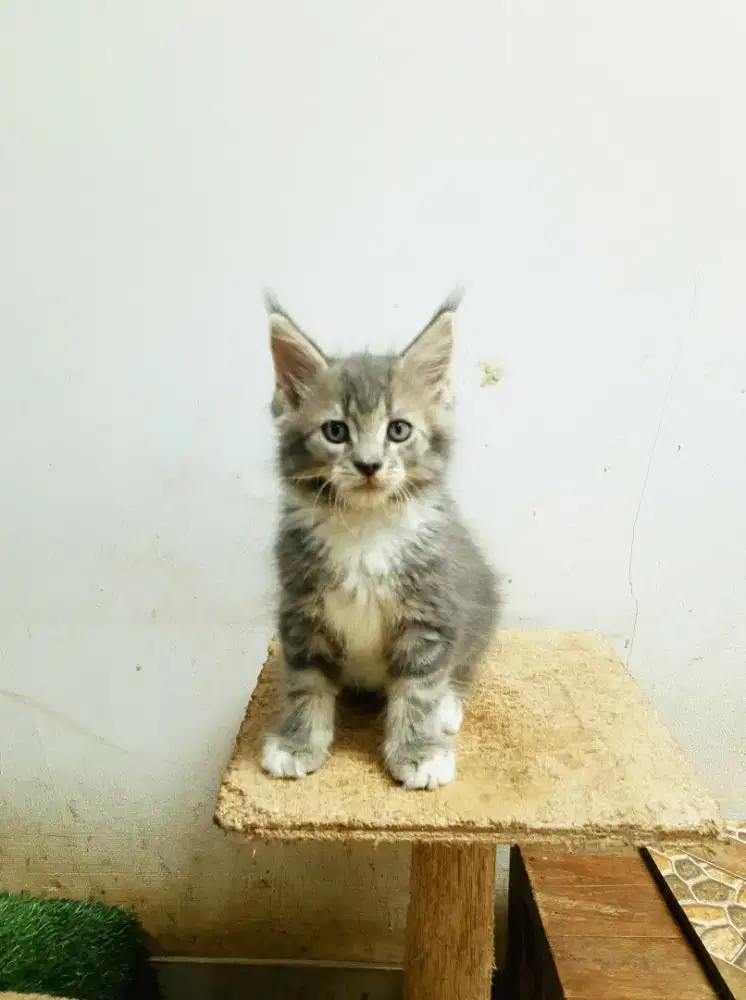 Kitten MaineCoon Jantan Pure No mix