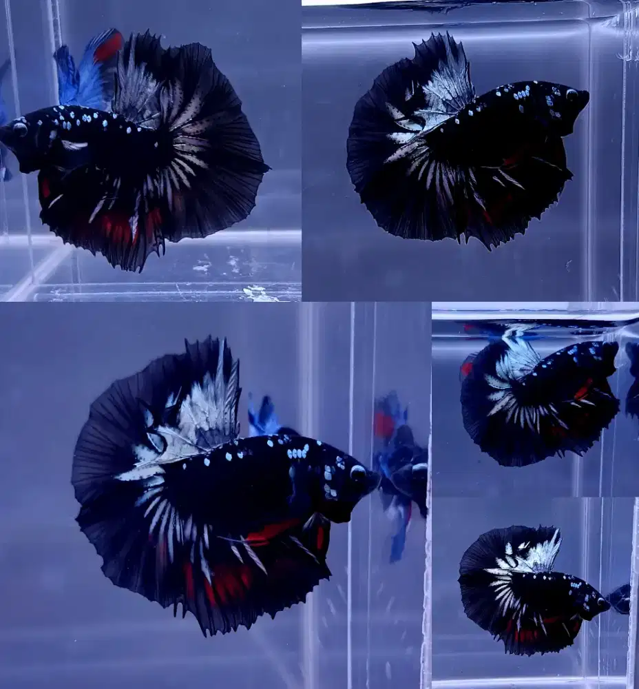 ikan cupang halfmoon avatar black series